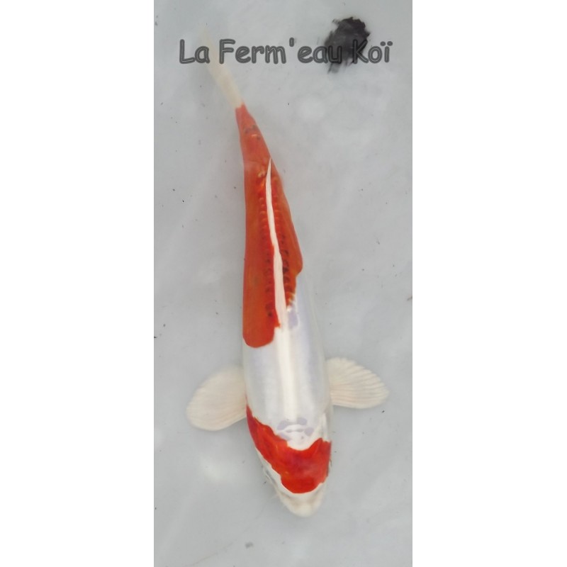 Kikusui éleveur AOKI 25-30 cm