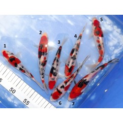 Tosaï HQ : Doitsu Sanke n°1-7 éleveur Takahashi