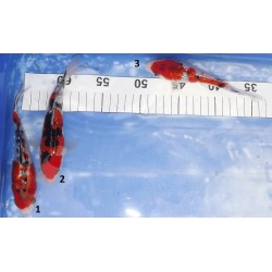 Tosaï HQ : Ginrin Sanke n°1-3 éleveur Takahashi