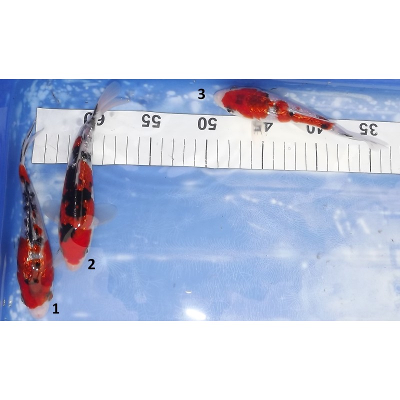 Tosaï HQ : Ginrin Sanke n°1-3 éleveur Takahashi