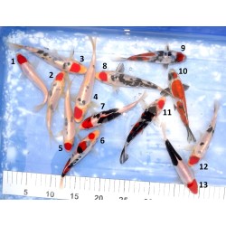 Tosaï HQ : Doitsu Tancho et Maruten plusieurs variétés n°8-16 éleveur Takahashi