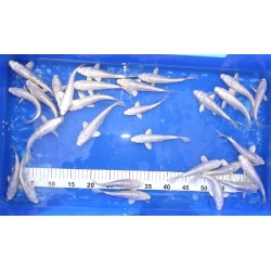 Ginrin Platinum éleveur Kaneko