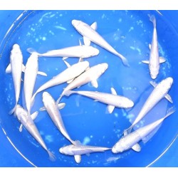 Platinum éleveur Kaneko