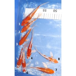 Tosaï butterfly : Kikusui / Doitsu Hariwake éleveur Yamasan