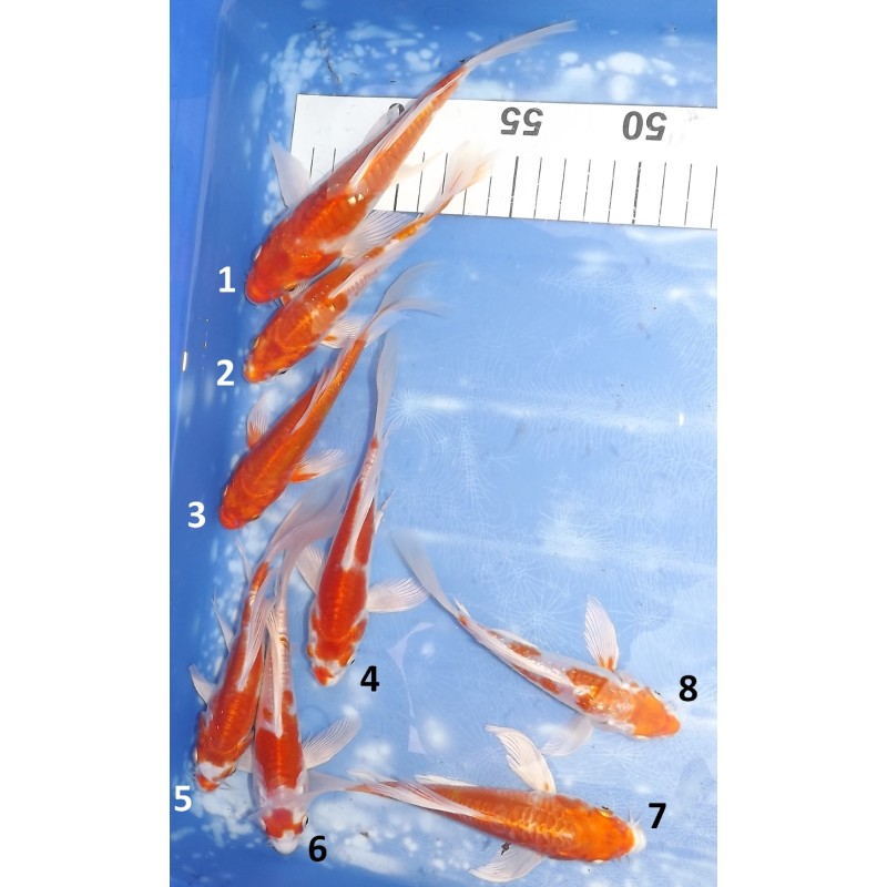 Tosaï butterfly : Kikusui / Doitsu Hariwake éleveur Yamasan