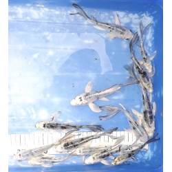 Tosaï butterfly : Gin Shiro Bekko, Ginrin et Doitsu éleveur Yamasan