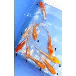 Tosaï butterfly : Ginrin Hariwake éleveur Yamasan