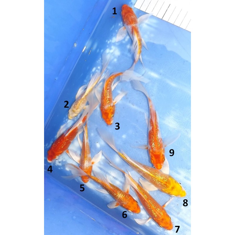 Tosaï butterfly : Ginrin Hariwake éleveur Yamasan
