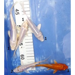 Tosaï : Doitsu Platinum, Doitsu Hariwake Hariwake éleveur Yamasan