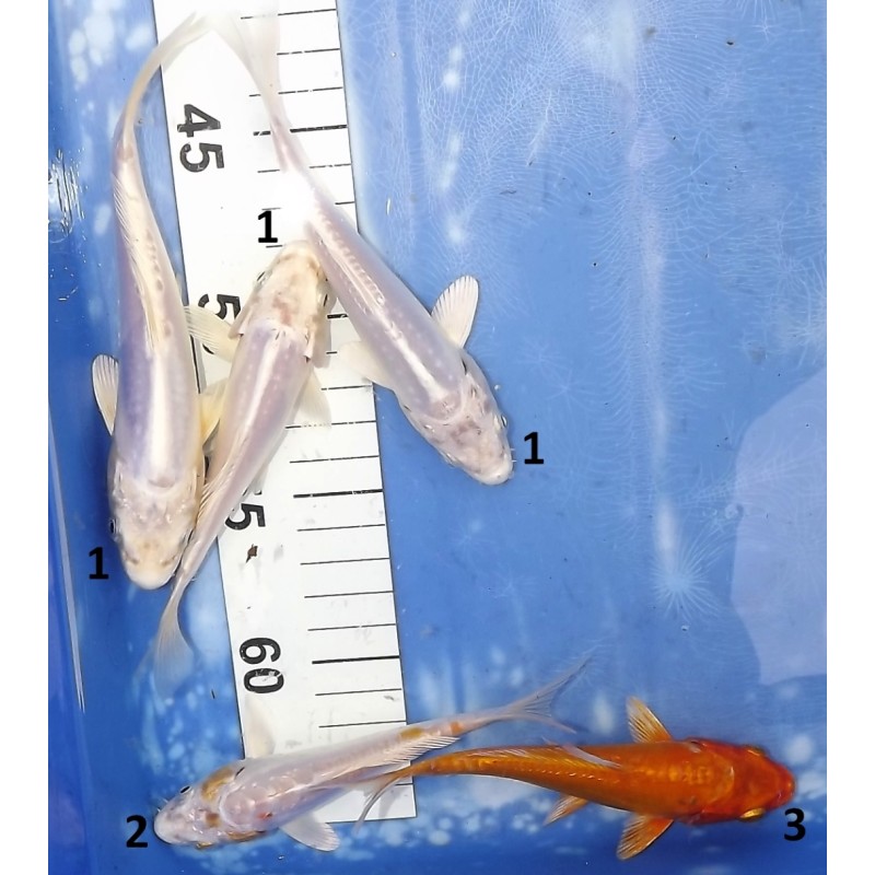 Tosaï : Doitsu Platinum, Doitsu Hariwake Hariwake éleveur Yamasan