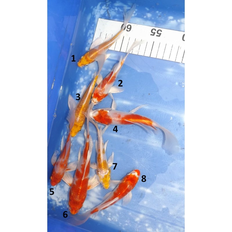 Tosaï butterfly : Hariwake et Doitsu Hariwake éleveur Yamasan