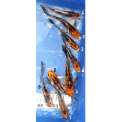 Tosaï butterfly : Doitsu Yamatonishiki éleveur Yamasan