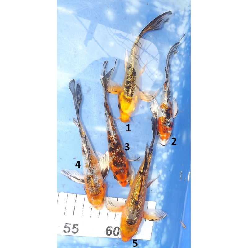 Tosaï butterfly : Ginrin MIX éleveur Yamasan