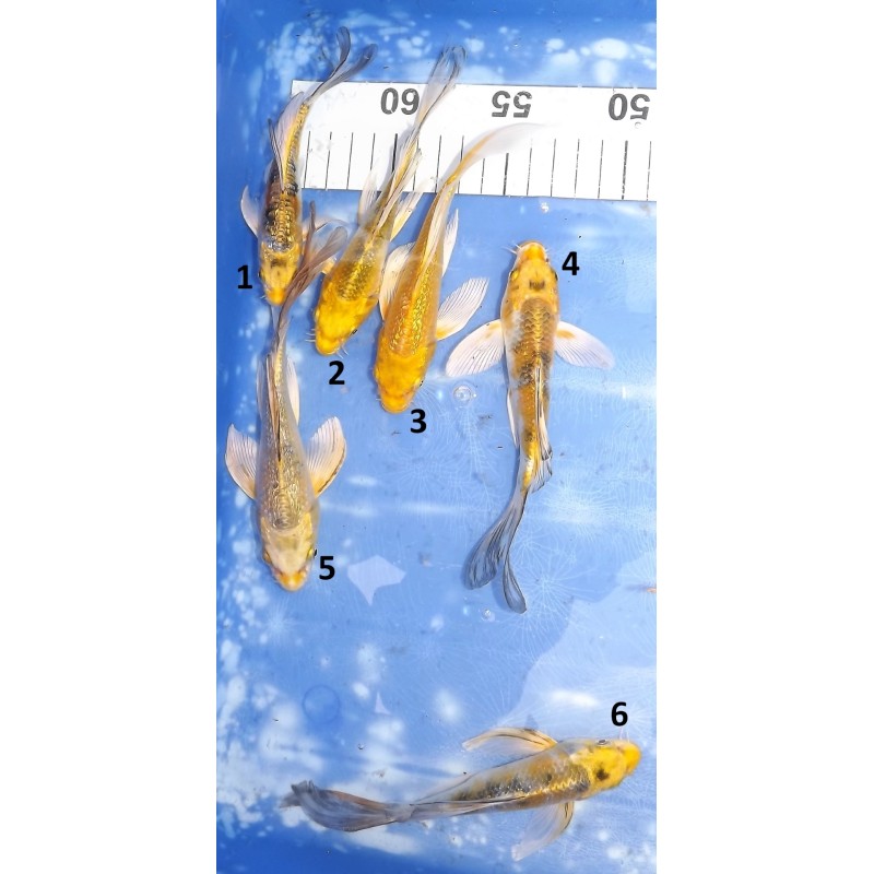 Tosaï butterfly : mix ginrin et non ginrin jaune éleveur Yamasan