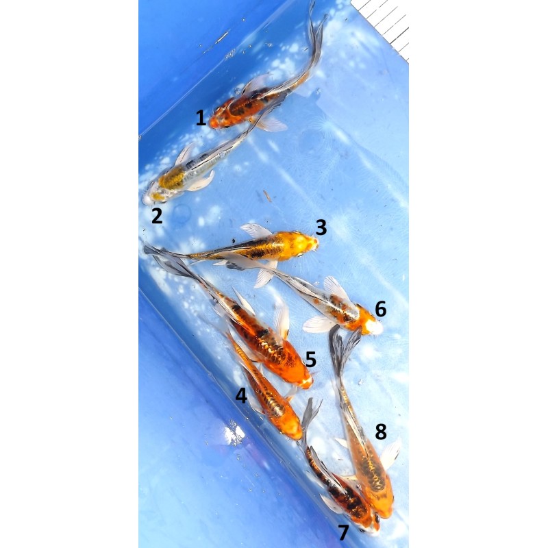 Tosaï butterfly : mix Doitsu et Wagoï éleveur Yamasan