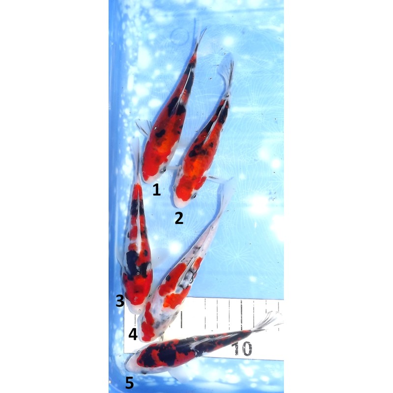 Doitsu Sanke n°1-5 éleveur Aoki