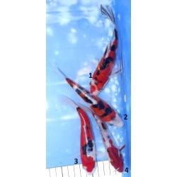 Doitsu Sanke éleveur Koshiji (Kaze)