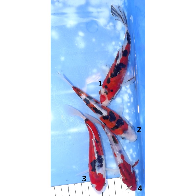 Doitsu Sanke éleveur Koshiji (Kaze)