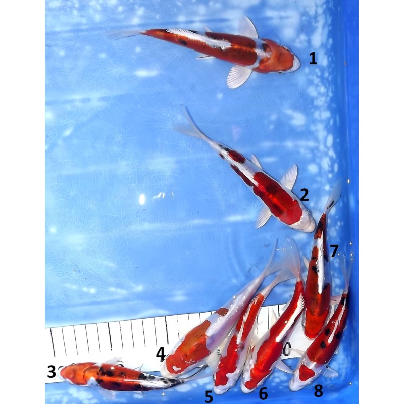 Doitsu Yamatonishiki n°1-8 éleveur Koshiji (Kaze)