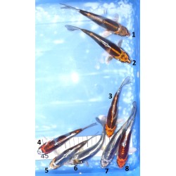 Kikokuryu, Beni Kikokuryu, Kin Kikokuryu éleveur Koshiji (Kaze)