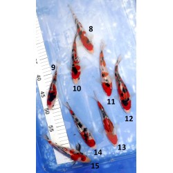 Tosaï HQ : Doitsu Sanke, Sanke et Doitsu Showa n°8-16 éleveur Takahashi