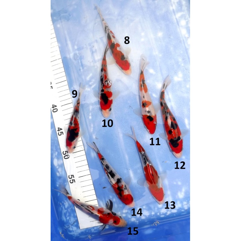 Tosaï HQ : Doitsu Sanke, Sanke et Doitsu Showa n°8-16 éleveur Takahashi