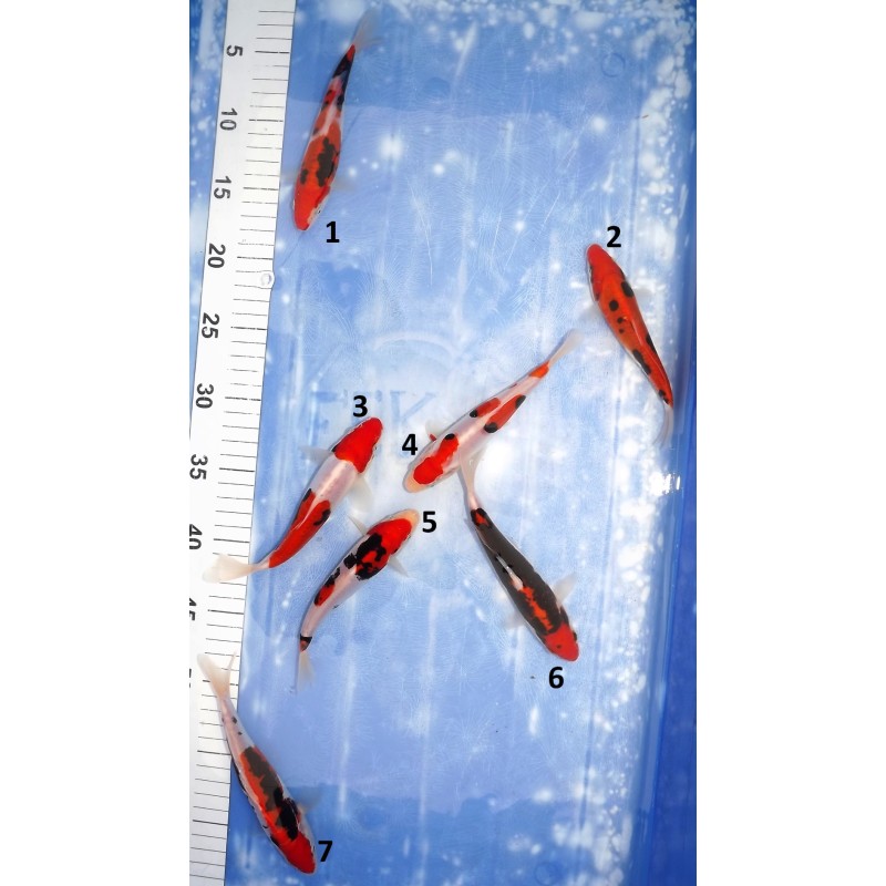 Tosaï HQ : Kumonryu n°1-7 éleveur Takahashi