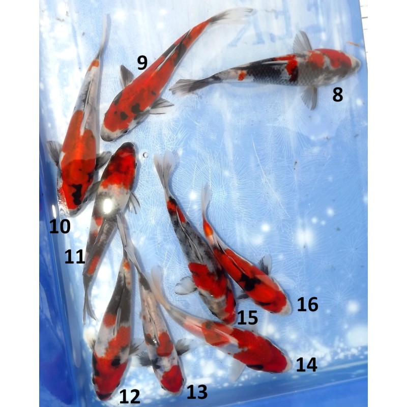 Tosaï HQ : Doitsu Showa et Showa n°8-16 éleveur Takahashi