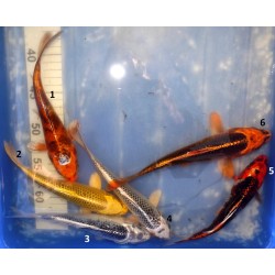 20-25cm : Kujaku et Matsuba