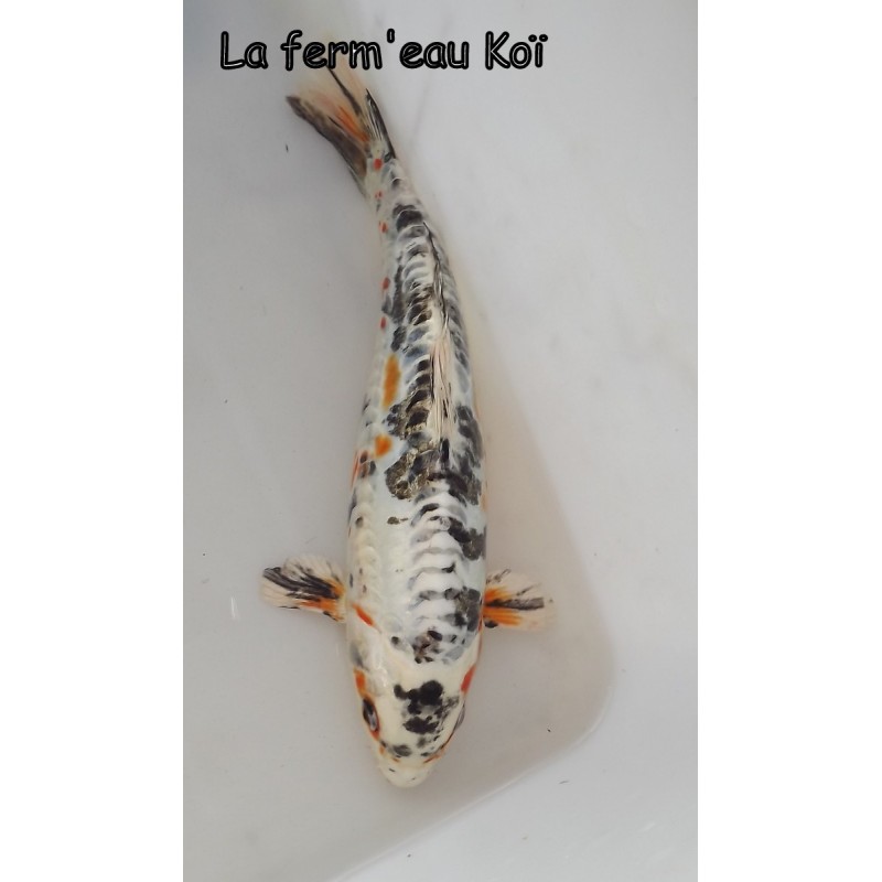 Doitsu Yamatonishiki 25 - 30 cm