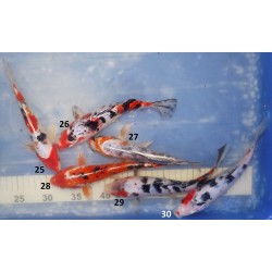 20-25cm : Sanke, Ginrin Sanke et Yamatonishiki