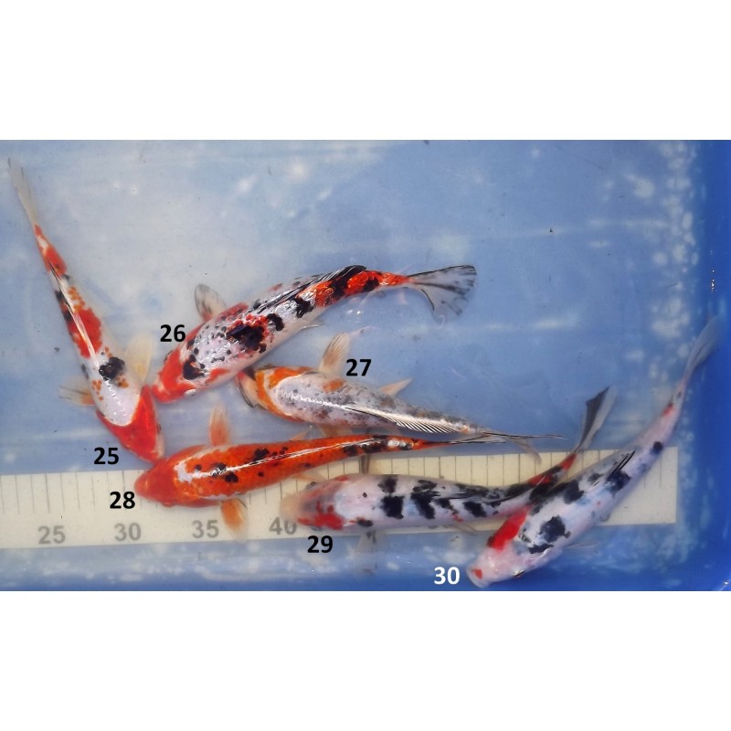 20-25cm : Sanke, Ginrin Sanke et Yamatonishiki