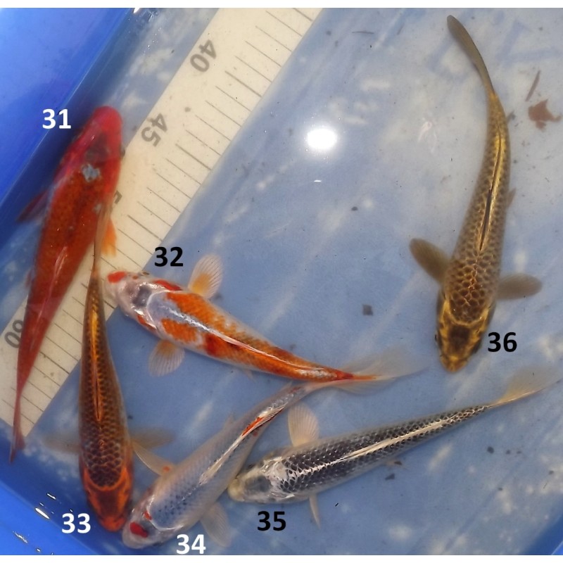 20-25cm : Kujaku, Matsuba et Kabuto