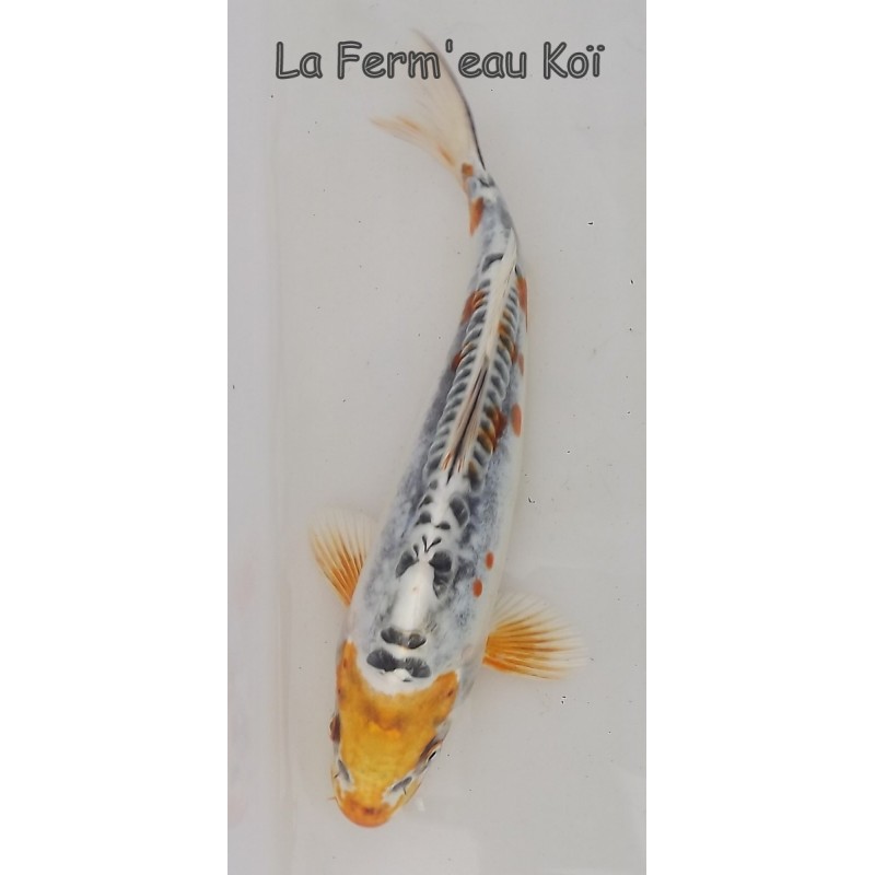 doitsu kujaku Grade A 20-25cm