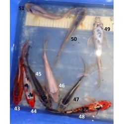 20-25cm : mix voilées