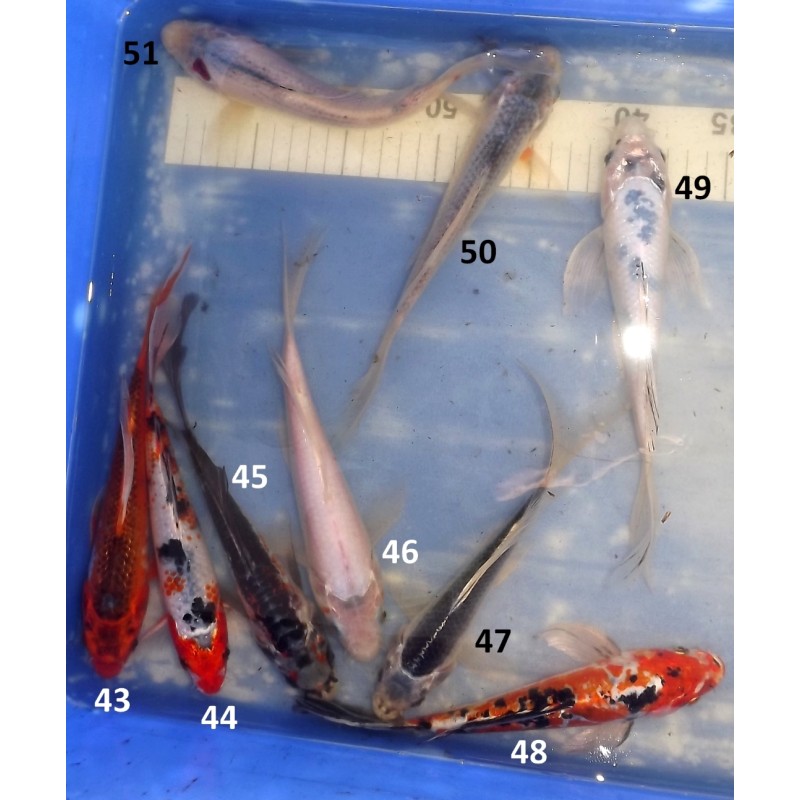 20-25cm : mix voilées