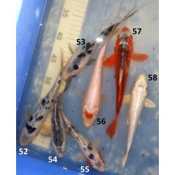 20-25cm : Kage Shiro Bekko, Tancho Kanoko Kohaku, Hi Asagi, Yamatonishiki, Ginrin Hariwake