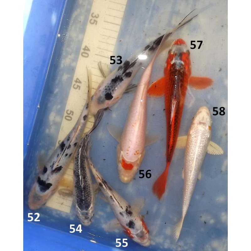 20-25cm : Kage Shiro Bekko, Tancho Kanoko Kohaku, Hi Asagi, Yamatonishiki, Ginrin Hariwake