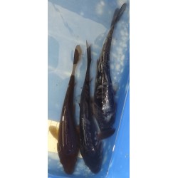 20-25cm : Kawari et Magoï