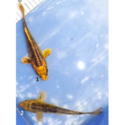 15-20cm : Doitsu Ki Matsuba