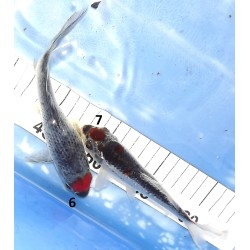 15-20cm : Tancho et Maruten Goshiki