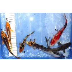 15-20cm : Ginrin Kin Sanke, Ginrin Chagoï, Shiro Utsuri, Sanke, Kin Matsuba