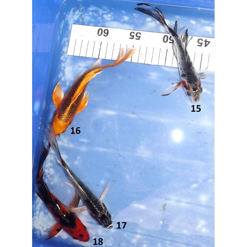 15-20cm voilées : Matsuba, Hi Utsuri et Kage Sanke