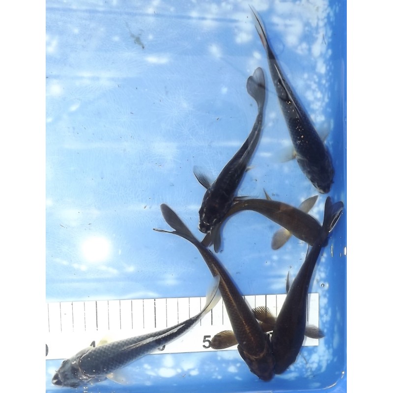 15-20cm : Magoï, Kabuto et Matsuba