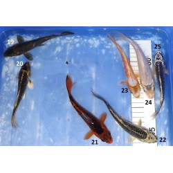 15-20cm : Gin Matsuba, Kabuto, Matsuba, Asagi