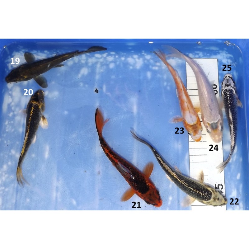 15-20cm : Gin Matsuba, Kabuto, Matsuba, Asagi