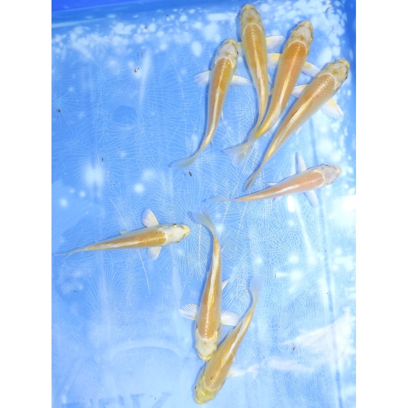 Tosaï : Yamabuki éleveur Ikarashi Ozumi