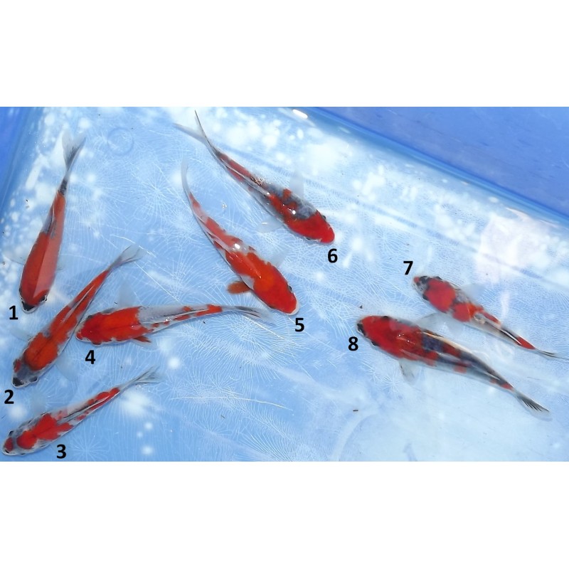 Tosaï : Goshiki n°1-8 éleveur Ikarashi Ozumi