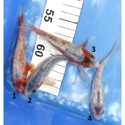 Tosaï : Ginrin Asagi éleveur Ikarashi Ozumi