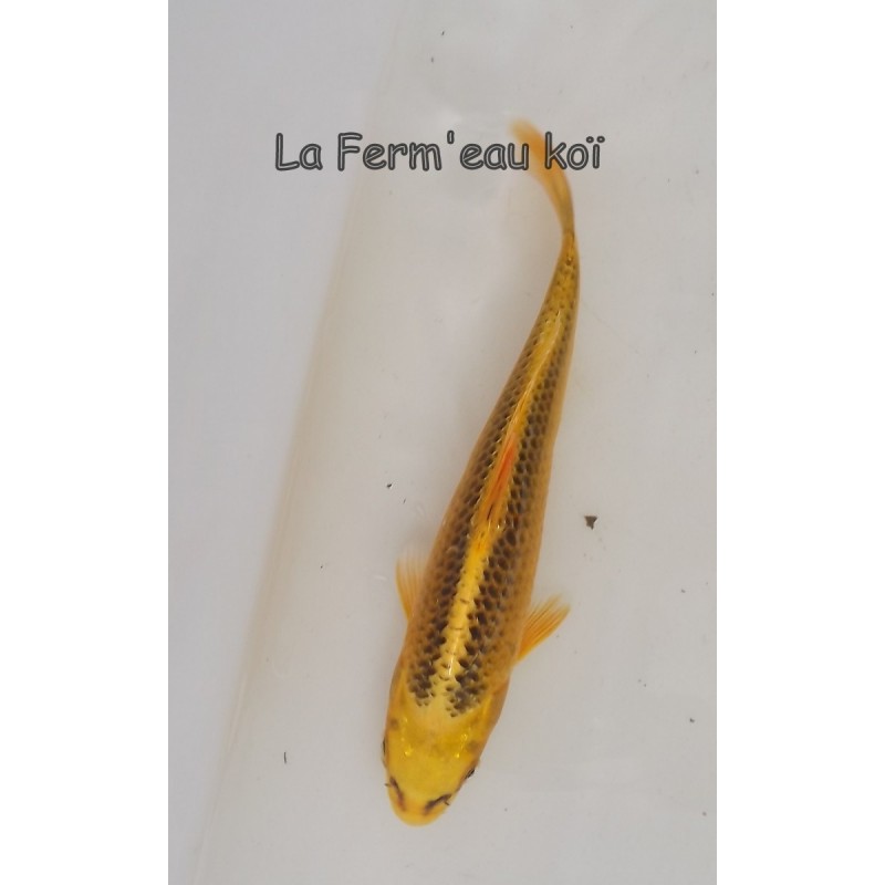 ki ghost Grade A 20-25